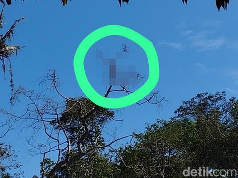 Potongan tubuh yang ditemukan menyangkut di pohon belakang rumah yang meledak di Blitar