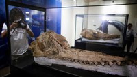 Tengkorak itu kini dipajang di Museum Sejarah Nasional Lima.
