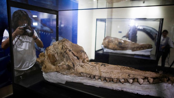 A pre-historic cachalot fossil discovered by researchers of a Peruvian university is presented to the public at the Natural History Museum in Lima, Peru February 15, 2023. REUTERS/Sebastian Castaneda