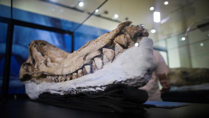A pre-historic cachalot fossil discovered by researchers of a Peruvian university is presented to the public at the Natural History Museum in Lima, Peru February 15, 2023. REUTERS/Sebastian Castaneda