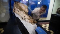 Dilansir Reuters, Peneliti Aldo Benites-Palomino mengatakan gigi dan rahang tengkorak yang kuat menunjukkan bahwa nenek moyang paus sperma mungkin memakan benda selain cumi-cumi dan ikan kecil.