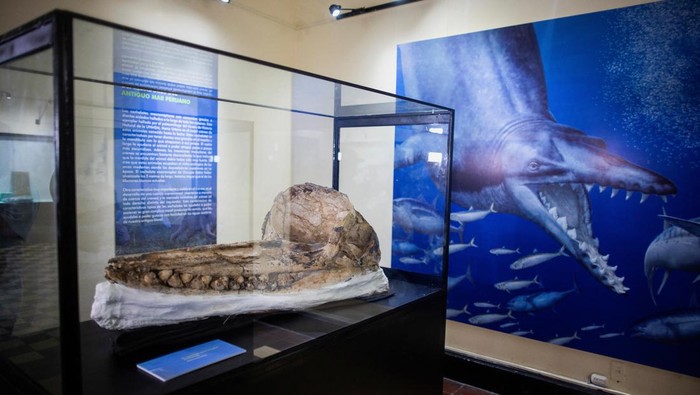 Tengkorak Paus Sperma Prasejarah Ditemukan di Gurun Peru, Begini Wujudnya A pre-historic cachalot fossil discovered by researchers of a Peruvian university is presented to the public at the Natural History Museum in Lima, Peru February 15, 2023. REUTERS/Sebastian Castaneda