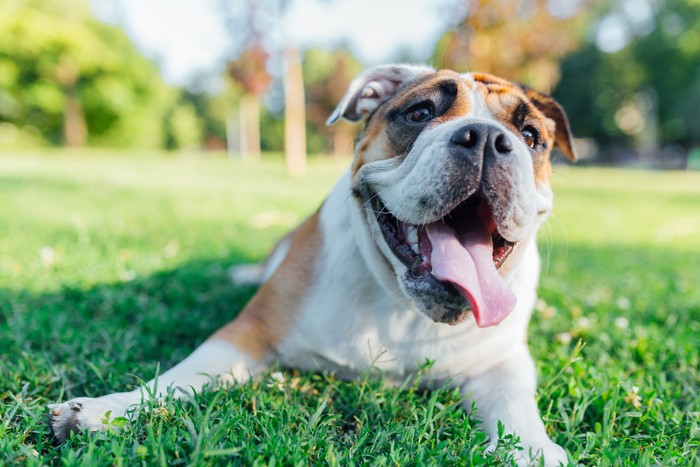 Anjing Bulldog