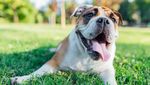 5 Fakta Menarik tentang Si Sangar Bulldog