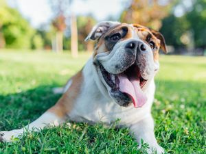 Ilmuwan Ungkap, Ternyata Anjing di Chernobyl Berbeda dengan Lainnya