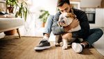 5 Fakta Menarik tentang Si Sangar Bulldog