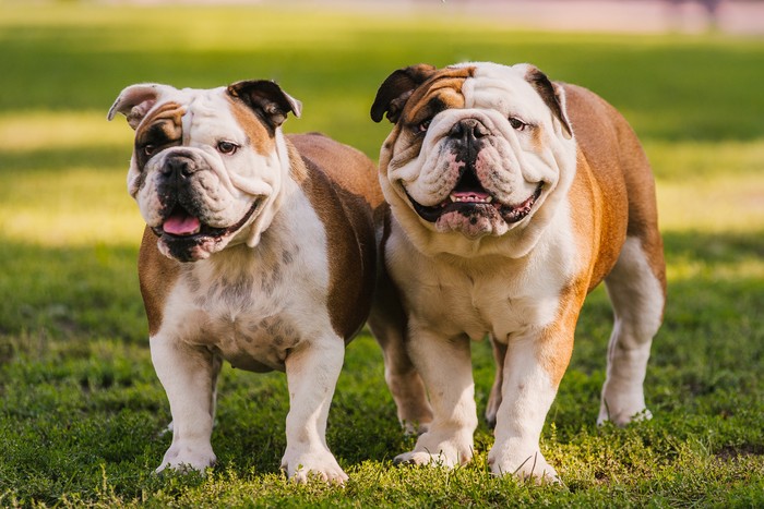 Anjing Bulldog Anjing Bulldog