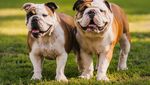 5 Fakta Menarik tentang Si Sangar Bulldog