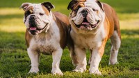 Walau mukanya menyeramkan, bulldog adalah anjing yang mudah bersahabat dengan manusia lho. Dia sangat setia dan mencintai majikannya. jadi jangan heran melihat bulldog tetiba menyerang orang yang dia rasa berpotensi berbahaya bagi majikannya.