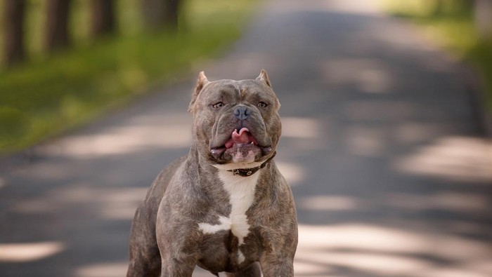 Anjing Bulldog
