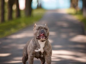 Anjing Kekar Ini Terlarang di Inggris