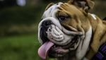 5 Fakta Menarik tentang Si Sangar Bulldog
