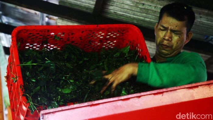 Begini Potret Sampah Daun di Jakarta 'Disulap' Jadi Kompos Para petugas menunjukkan pengolahan sampah di TPS 3R Ketapang, Petojo, Jakarta Pusat, Selasa (21/2/2023). Sampah diolah menjadi beragam produk seperti pupuk kompos, kerajinan tangan, hingga sabun cuci tangan. TPS tersebut juga memanfaatkan magot untuk mengurai sampah. TPS 3R Ketapang mampu mengolah sampah anorganik hingga 1 ton perhari seperti kertas, kardus dan plastik. Sementara untuk kompos, mampu menghasilkan 2 sampai 3 ton perhari. Hari ini diperingati sebagai Hari Peduli Sampah Nasional.
