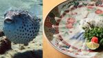 Gokil! 10 Ikan yang Enak Ini Harganya Paling Mahal di Dunia
