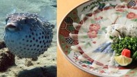 Ikan buntal yang banyak ditemui di Jepang ini juga tergolong ke jenis ikan paling mahal di dunia. Ikan ini biasanya dijadikan sashimi, namun cara mengolahnya harus tepat. Harga per kilogramnya mencapai 15.000 Yen (Rp 1,6 juta). Foto: site news