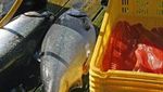 Gokil! 10 Ikan yang Enak Ini Harganya Paling Mahal di Dunia