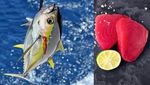 Gokil! 10 Ikan yang Enak Ini Harganya Paling Mahal di Dunia