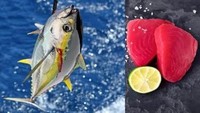 Selain bluefin tuna, ikan tuna lain yang termasuk jenis paling mahal di dunia adalah yellowfin tuna. Harganya per 500 gram dibanderol Rp 455 ribuan. Ikan ini banyak ditemui di perairan Hawaii. Foto: site news