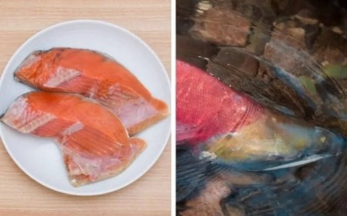 Ikan Ikan termahal di dunia