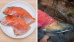 Gokil! 10 Ikan yang Enak Ini Harganya Paling Mahal di Dunia