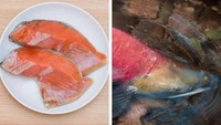 Salmon Sockeye, jenis salmon lain yang termasuk mahal di dunia. Harganya sekitar Rp 300 ribuan per 500 gram. Salmon ini cocok dijadikan sashimi. Foto: site news