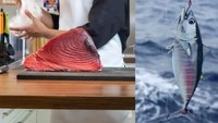 Jenis ikan yang paling mahal di dunia adalah bluefin tuna. Pada tahun 2023, ikan tuna berbobot 212 kilogram ini laku dilelang seharga 36 juta Yen (Rp 4,2 miliar). Spesimen termahal dari ikan ini sering ditemukan di Samudra Pasifik, lepas pantai Jepang. Foto: site news