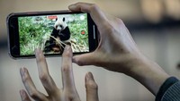 Panda tersebut telah menjadi daya tarik bagi kebun binatang itu sejak kelahirannya pada 2017. Pengunjung juga mengunjungi sebuah taman di wilayah Wakayama barat untuk melihat tiga panda lainnya.  
