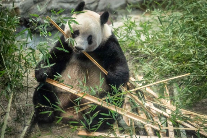 People look at the female giant panda Xiang Xiang ahead of her return to China, at Ueno Zoological Park in Tokyo on February 19, 2023. (Photo by Yuichi YAMAZAKI / AFP) (Photo by YUICHI YAMAZAKI/AFP via Getty Images)