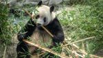 Jepang Pulangkan Panda Raksasa ke China, Pengunjung Serbu Kebun Binatang
