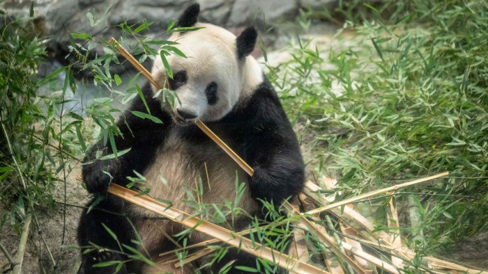 Jepang Pulangkan Panda Raksasa ke China, Pengunjung Serbu Kebun Binatang People look at the female giant panda Xiang Xiang ahead of her return to China, at Ueno Zoological Park in Tokyo on February 19, 2023. (Photo by Yuichi YAMAZAKI / AFP) (Photo by YUICHI YAMAZAKI/AFP via Getty Images)