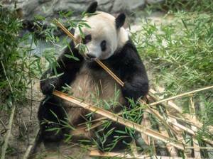 Terpopuler: 2 Panda Kembar Jepang Dikembalikan ke China