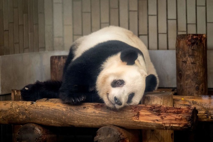 People look at the female giant panda Xiang Xiang ahead of her return to China, at Ueno Zoological Park in Tokyo on February 19, 2023. (Photo by Yuichi YAMAZAKI / AFP) (Photo by YUICHI YAMAZAKI/AFP via Getty Images)
