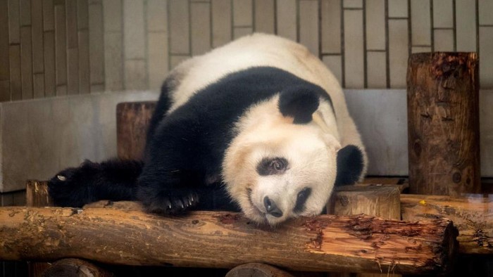 People look at the female giant panda Xiang Xiang ahead of her return to China, at Ueno Zoological Park in Tokyo on February 19, 2023. (Photo by Yuichi YAMAZAKI / AFP) (Photo by YUICHI YAMAZAKI/AFP via Getty Images)
