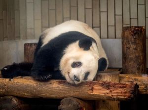Penyebab Panda Suka Berguling, Bukan Cuma Karena Malas
