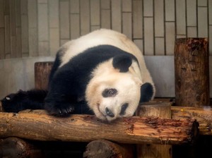 Panda Punya Lingkaran Hitam pada Mata, Ternyata Ini Kegunaannya
