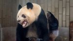 Jepang Pulangkan Panda Raksasa ke China, Pengunjung Serbu Kebun Binatang