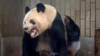 Di Wakayama, pengunjung datang untuk mengucapkan selamat tinggal kepada Eimei, yang menjadi ayah bayi panda tertua di dunia pada 2020 pada usia 28 tahun, setara dengan usia 80-an untuk manusia.  