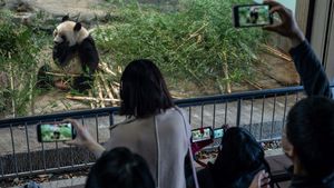Jepang Pulangkan Panda Raksasa ke China, Pengunjung Serbu Kebun Binatang