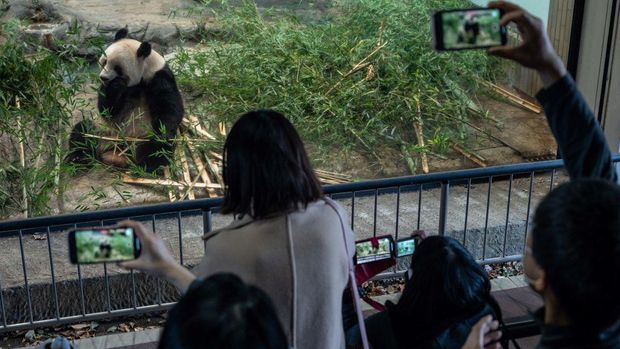 People look at the female giant panda Xiang Xiang ahead of her return to China, at Ueno Zoological Park in Tokyo on February 19, 2023. (Photo by Yuichi YAMAZAKI / AFP) (Photo by YUICHI YAMAZAKI/AFP via Getty Images)