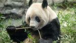 Jepang Pulangkan Panda Raksasa ke China, Pengunjung Serbu Kebun Binatang