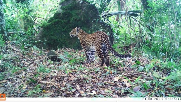Macan tutul di perkampungan lereng Pegunungan Sanggabuana Karawang terekam kamera trap
