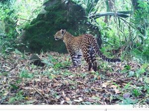 Dua Hewan Predator Terbesar di Jawa, Legenda yang Menuju Punah