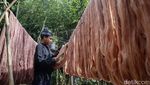 Melihat Pewarnaan Alami Benang Tenun Masyarakat Baduy
