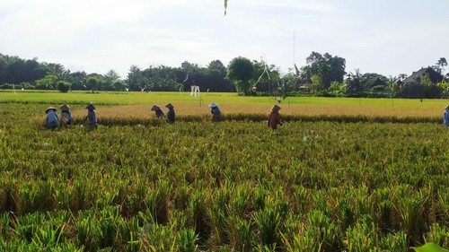 Situasi panen padi di salah satu lahan persawahan di Desa Delodberawah, Kecamatan Negara, Jembrana, Bali, Selasa (21/2/2023).