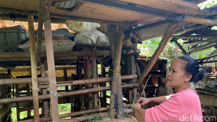 Pencurian kambing di Depok hanya tinggalkan jeroan saja.