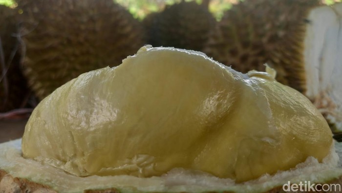 Perkebunan buah durian di Kampung Cicariu Engkel, Desa Bunihayu, Kecamatan Jalancagak, Kabupaten Subang, Jawa Barat.