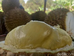 Nikmatnya Makan Durian Langsung dari Kebun