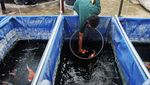 Bisnis Ikan Koi Masih Laku?