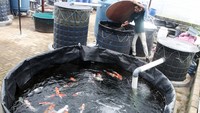 Pekerja memperbaiki penyaring udara untuk ikan koi tanpa sisik atau biasa dikenal dengan jenis doitsu di kolam pemeliharaan Koi Nation, Batu, Jawa Timur, Selasa (21/2/2022). 