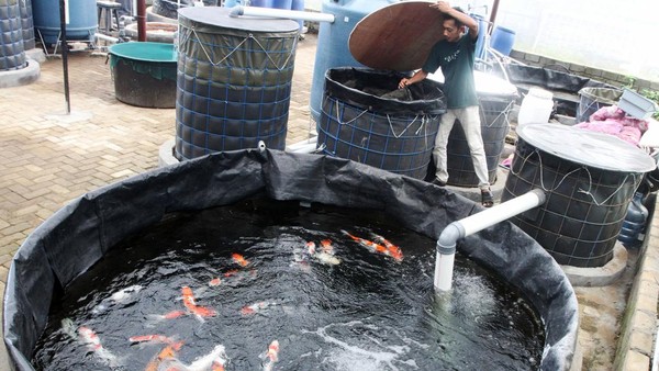 Bisnis Ikan Koi Masih Laku?